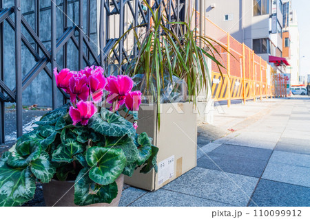 工事現場に置かれた赤いシクラメン 110099912