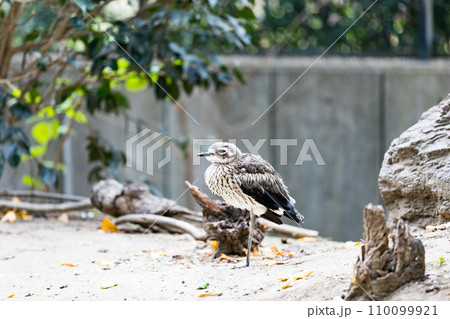 埼玉県越谷市キャンベルタウン野鳥の森　オーストラリアイシチドリ 110099921