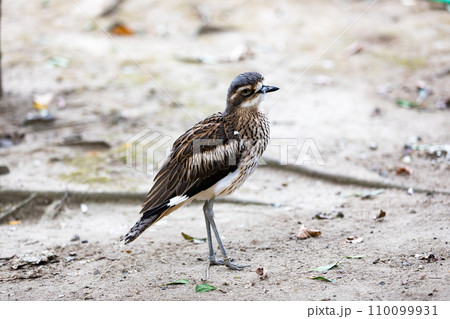 埼玉県越谷市キャンベルタウン野鳥の森 オーストラリアイシチドリ 埼玉県越谷市キャンベルタウン野鳥の森 オーストラリアイシチドリ 110099931