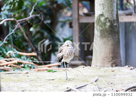 埼玉県越谷市キャンベルタウン野鳥の森　オーストラリアイシチドリ 110099932