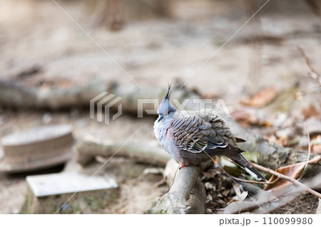 埼玉県越谷市キャンベルタウン野鳥の森 レンジャクバト 埼玉県越谷市キャンベルタウン野鳥の森 レンジャクバト 110099980
