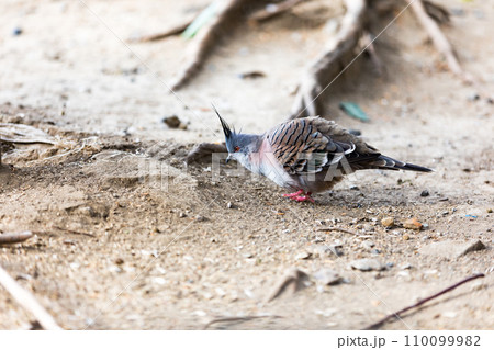 埼玉県越谷市キャンベルタウン野鳥の森　レンジャクバト 110099982