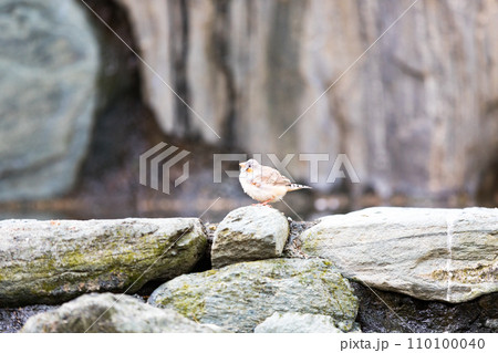 埼玉県越谷市キャンベルタウン野鳥の森 キンカチョウ 110100040