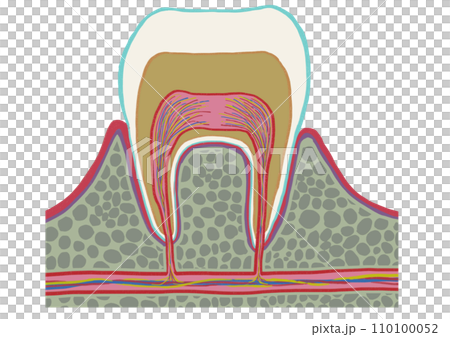 Tooth structure_picture only - Stock Illustration [110100052] - PIXTA