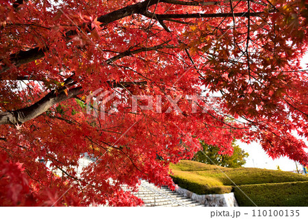 広見公園の紅葉 広見公園の紅葉 110100135