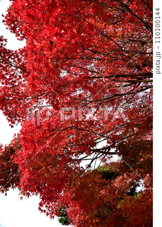 広見公園の紅葉 広見公園の紅葉 110100144