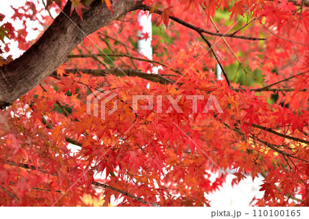 広見公園の紅葉 110100165