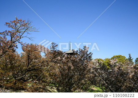 葉桜の御室桜と五重塔 110100222