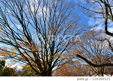 広見公園の自然 110100521