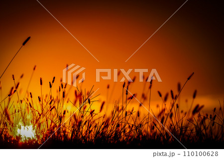 エノコログサ・猫じゃらしと夕焼け 110100628