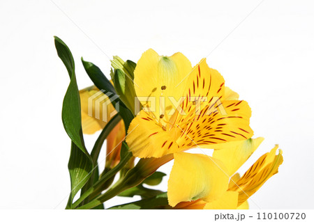 アルストロメリア（百合水仙） 110100720