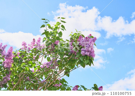 庭に咲くライラックの花 110100755