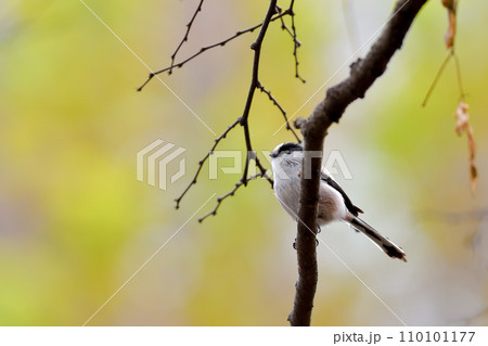 エナガ エナガ 110101177