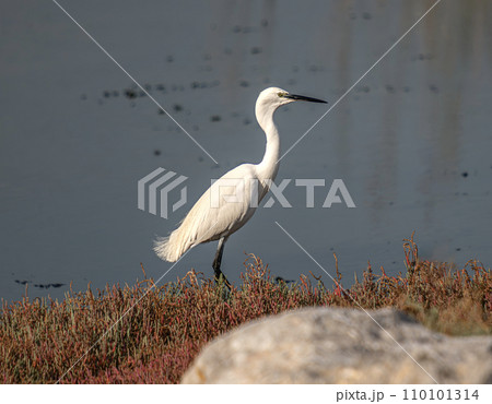 Squacco heron resting in Izmir urban forest Squacco heron resting in Izmir urban forest 110101314