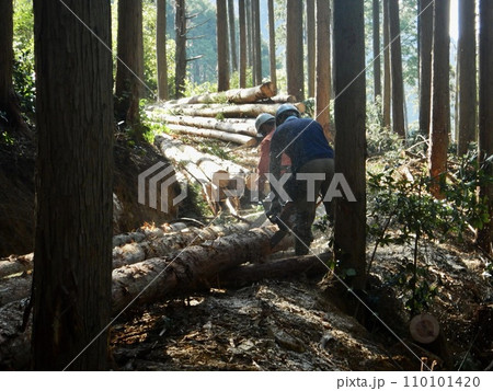 林業体験 林業体験 110101420