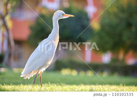 White cattle egret wild bird, also known as Bubulcus ibis walking on green lawn in summer White cattle egret wild bird, also known as Bubulcus ibis walking on green lawn in summer 110101535