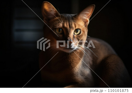 AI-generated content. Portrait of a cute cat looking away. Abyssian cat 110101875