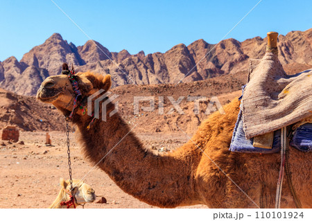 Camel with traditional bedouin saddle in Sinai desert, Egypt Camel with traditional bedouin saddle in Sinai desert, Egypt 110101924