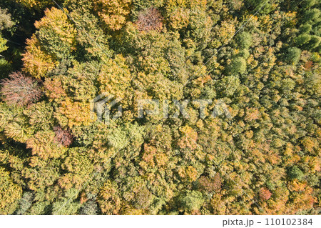 Aerial view of lush forest with green and yellow trees canopies in autumn woods on sunny day Aerial view of lush forest with green and yellow trees canopies in autumn woods on sunny day 110102384