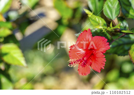 首里城公園内に咲くハイビスカス 沖縄県那覇市 首里城公園内に咲くハイビスカス 沖縄県那覇市 110102512