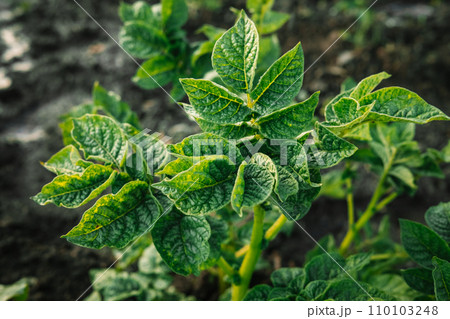 Green ripening potatoes bush. Country field of potato. Fresh bright background. 110103248