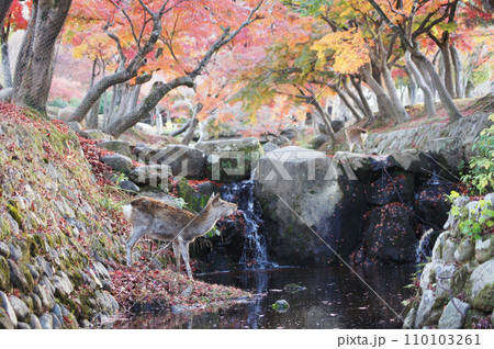 奈良公園の鹿01 110103261