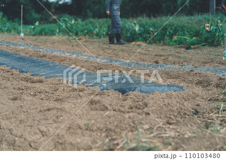 vegetable field 110103480