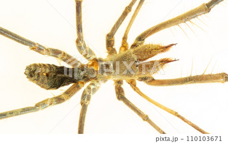 spider. Close-up of a camel spider isolated on a white background. also known as the wind scorpion, Solifugae or sun spider. wind scorpion, insect, in spider. Close-up of a camel spider isolated on a white background. also known as the wind scorpion, Solifugae or sun spider. wind scorpion, insect, in 110103671