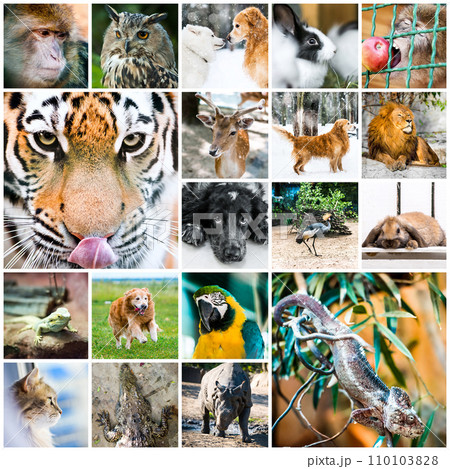 collage of animals 110103828