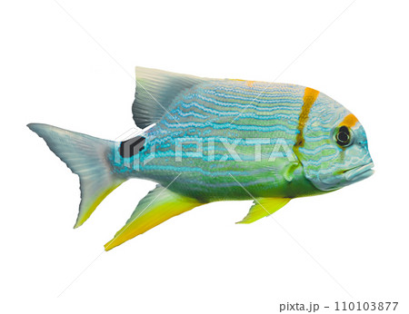 tropical fish 110103877
