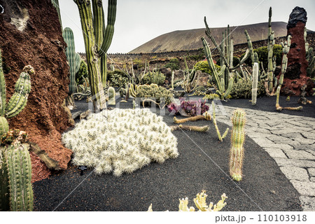 cactus garden 110103918