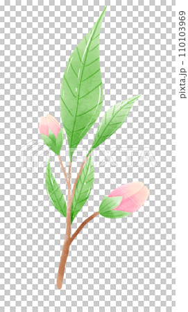 Watercolor branch tree cherry blossom hand drawn illustration summer leaves pink flower spring 110103969