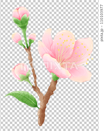 Watercolor branch tree cherry blossom hand drawn illustration summer leaves pink flower spring Watercolor branch tree cherry blossom hand drawn illustration summer leaves pink flower spring 110103977