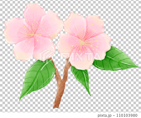 Watercolor branch tree cherry blossom hand drawn illustration summer leaves pink flower spring Watercolor branch tree cherry blossom hand drawn illustration summer leaves pink flower spring 110103980