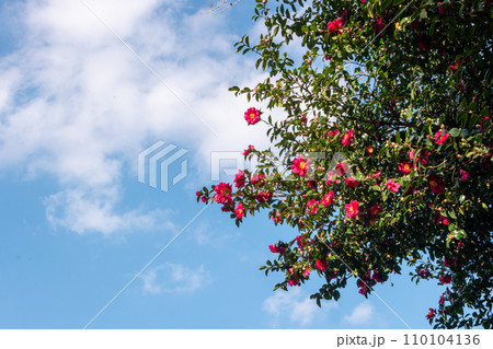 Blue sky with clouds and beautiful camellia trees 110104136