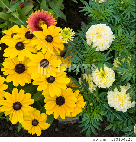 Marigolds and rudbeckia flowers. Marigolds and rudbeckia flowers. 110104220