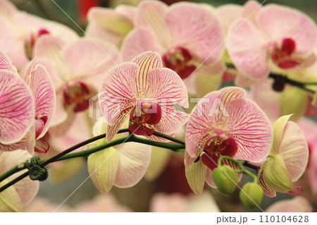 花 フラワー お花 110104628