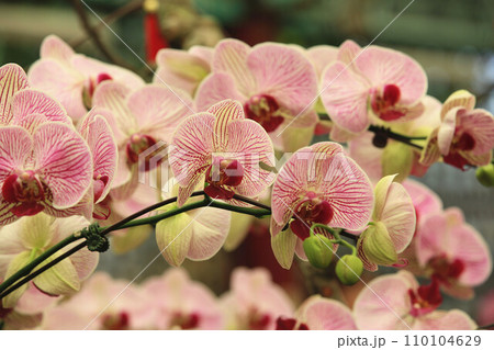 花 フラワー お花 110104629