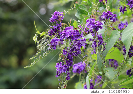 デュランタ ハリマツリ 紫色 110104959