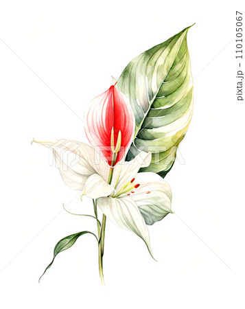Calla plant on white background. 110105067