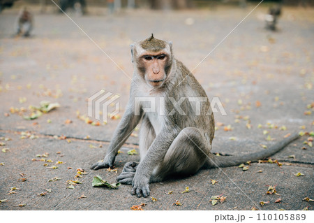 In the wilderness a small clean cynomolgus monkey with a hairy tail sitting and feeding in a zoo. Nature's beauty captured Portrait of a fun cute primate. Give me. In the wilderness a small clean cynomolgus monkey with a hairy tail sitting and feeding in a zoo. Nature's beauty captured Portrait of a fun cute primate. Give me. 110105889