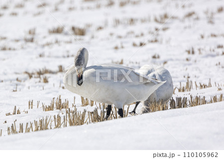 冬の田んぼに飛来したハクチョウ 110105962