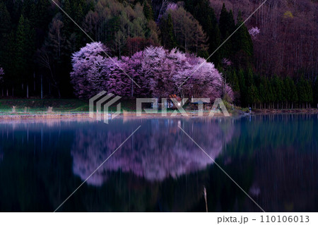 【信州の春】中綱湖のオオヤマザクラ【長野県】 【信州の春】中綱湖のオオヤマザクラ【長野県】 110106013