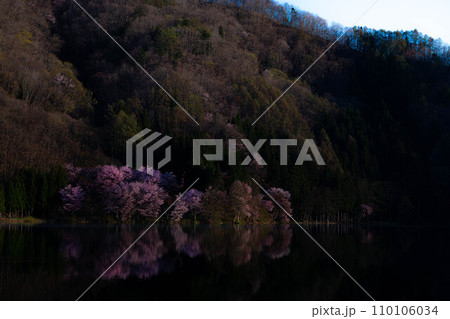 【信州の春】中綱湖のオオヤマザクラ【長野県】 【信州の春】中綱湖のオオヤマザクラ【長野県】 110106034