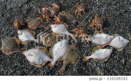 Catch of fresh flounder and crabs after fishing on the pebbly seashore. 110106581