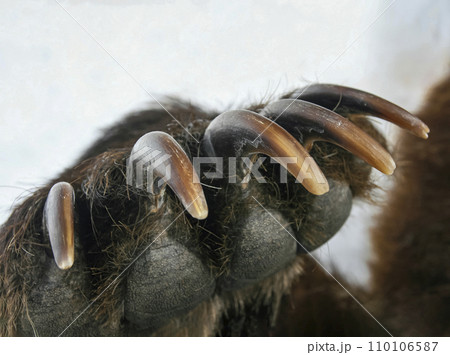 Long sharp claws of brown bear on the right front paw. Long sharp claws of brown bear on the right front paw. 110106587