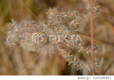 Chinese silver grass Adagio 110106851