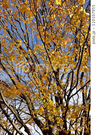 富士 広見公園の紅葉 富士 広見公園の紅葉 110107955