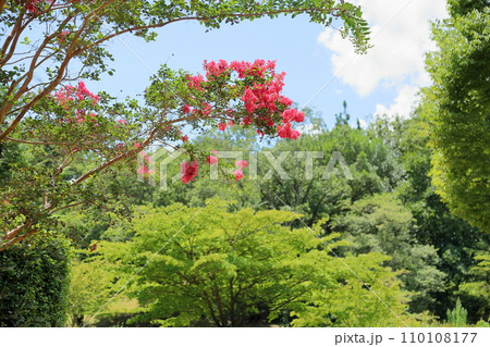 サルスベリの花 サルスベリの花 110108177