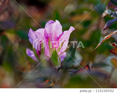 ツツジ科モチツツジの花 ツツジ科モチツツジの花 110108502